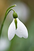 GALANTHUS MERLIN