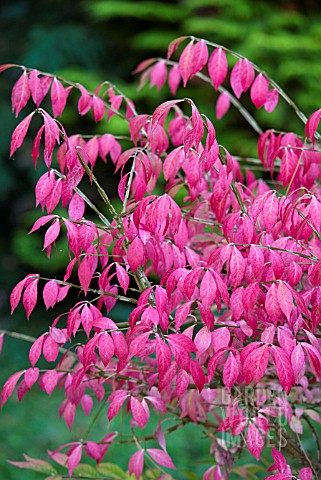 EUONYMUS_ALATAS