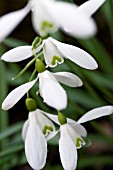 GALANTHUS MAGNET