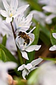 SCILLA MISCHTSCHENKOANA TUBERGENIANA WITH HONEY BEE