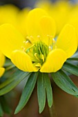 ERANTHIS HYEMALIS