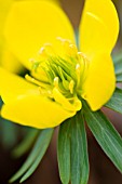 ERANTHIS HYEMALIS