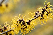 HAMAMELIS MOLLIS NYMANS