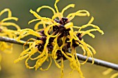 HAMAMELIS MOLLIS NYMANS