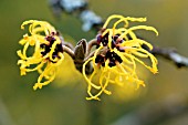 HAMAMELIS MOLLIS NYMANS