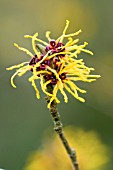 HAMAMELIS X INTERMEDIA  RIPE CORN