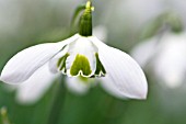 GALANTHUS GREATOREX DOUBLE