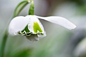 GALANTHUS GREATOREX DOUBLE