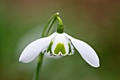 GALANTHUS GREATOREX DOUBLE