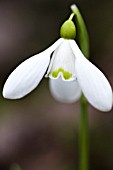 GALANTHUS S ARNOTT