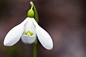 GALANTHUS S ARNOTT