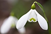 GALANTHUS S ARNOTT