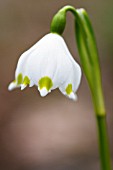 LEUCOJUM VERNUM