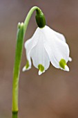 LEUCOJUM VERNUM