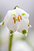 LEUCOJUM VERNUM