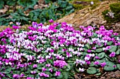 CYCLAMEN COUM