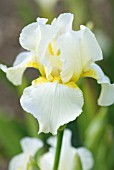 IRIS BUTTERMILK FROST