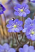 HEPATICA NOBILIS VAR NOBILIS