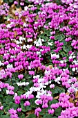 CYCLAMEN COUM