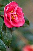 CAMELLIA X WILLIAMSII CHEAPSIDE