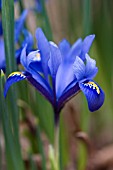 IRIS RETICULATA HARMONY