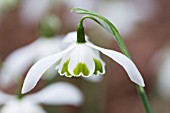 GALANTHUS GREATOREX DOUBLE