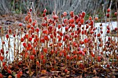 PHYSALIS ALKEGENGI