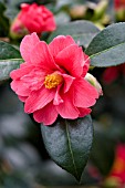 CAMELLIA FREEDOM BELL