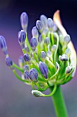 AGAPANTHUS AFRICANUS