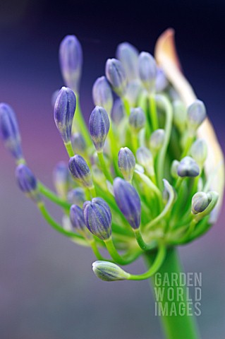 AGAPANTHUS_AFRICANUS