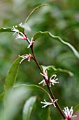 SARCOCOCCA HOOKERIANA VAR DIGYNA