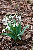 GALANTHUS ELWESII VAR MONOSTICTUS