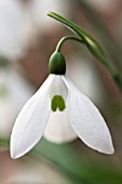 GALANTHUS ELWESII VAR MONOSTICTUS