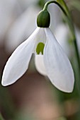 GALANTHUS ELWESII VAR MONOSTICTUS