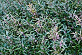 SARCOCOCCA HOOKERIANA VAR DIGYNA PURPLE STEM