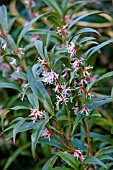 SARCOCOCCA HOOKERIANA VAR DIGYNA PURPLE STEM