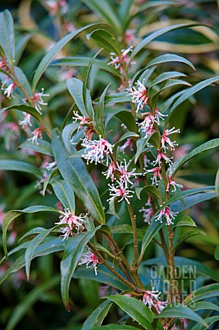 SARCOCOCCA_HOOKERIANA_VAR_DIGYNA_PURPLE_STEM