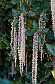 GARRYA ELLIPTICA JAMES ROOF