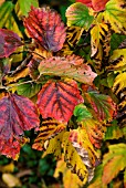 FOTHERGILLA MAJOR