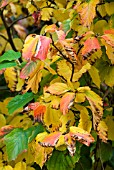 FOTHERGILLA MAJOR