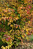 FOTHERGILLA MAJOR