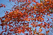 ACER PALMATUM ATROPURPUREUM