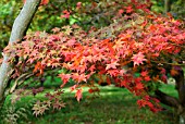 ACER PALMATUM ATROPURPUREUM