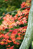 ACER PALMATUM ATROPURPUREUM