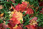 FALLEN ACER JAPONICUM VITIFOLIUM