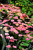 ACER JAPONICUM VITIFOLIUM