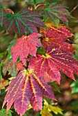 ACER JAPONICUM VITIFOLIUM