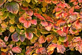 FOTHERGILLA MAJOR