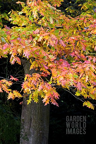 QUERCUS_RUBRA