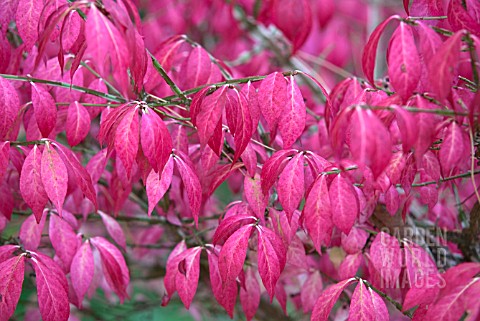 EUONYMUS_ALATUS